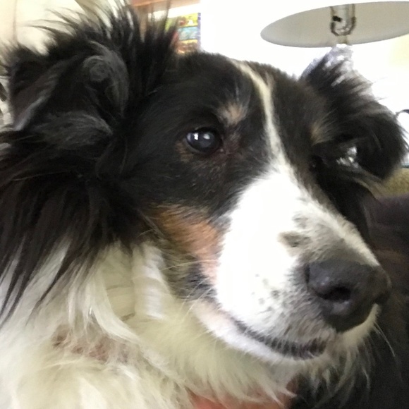 Meet your Posher, Darcy - Picture 2 of 3